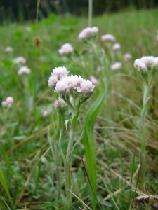 -antennaria_dioica-cely1.jpg