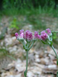 -antennaria_dioica-kvety.jpg