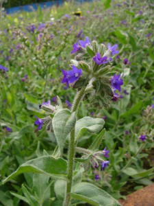 -anchusa_officinalis-cely1.jpg