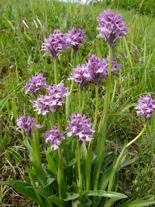 -orchis_tridentata-cely.jpg