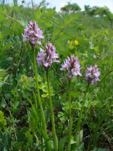 -orchis_tridentata-cely1.jpg