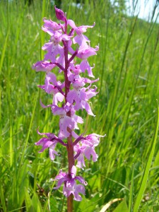 -orchis_mascula1.jpg