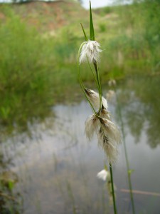 -eriophorum_latifolium.jpg