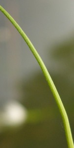 -eriophorum_latifolium-detail1.jpg