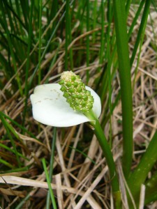 -calla_palustris-kvet.jpg