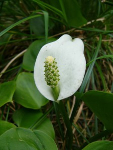 -calla_palustris-kvet1.jpg