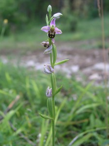 -ophrys_apifera-cely.jpg