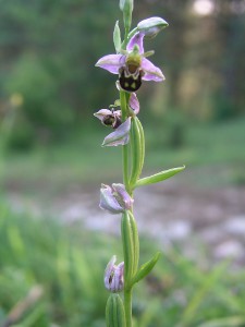 -ophrys_apifera-cely1.jpg