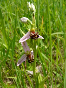 -ophrys_apifera.jpg