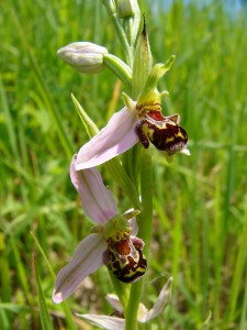 -ophrys_apifera1.jpg
