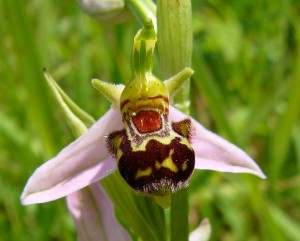 -ophrys_apifera-detail.jpg