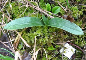 -ophrys_apifera-detail1.jpg