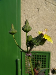 -sonchus_oleraceus-kvet1.jpg