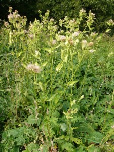 -cirsium_oleraceum-cely.jpg