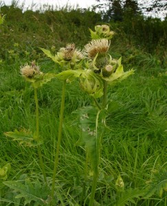 -cirsium_oleraceum-cely1.jpg