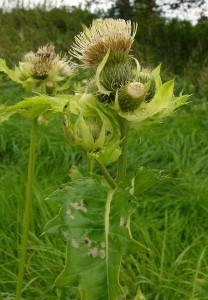 -cirsium_oleraceum-detail.jpg