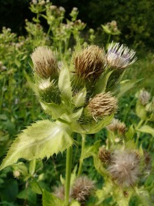 -cirsium_oleraceum-detail1.jpg