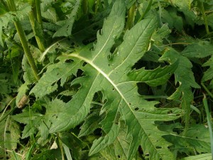 -cirsium_oleraceum-list.jpg