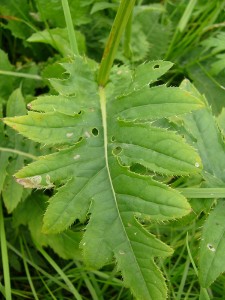 -cirsium_oleraceum-list1.jpg