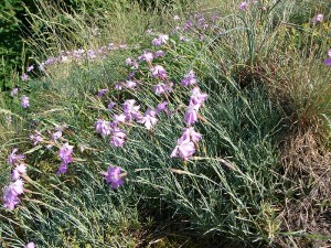 -dianthus_moravicus-porost.jpg