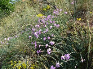 -dianthus_moravicus-porost1.jpg