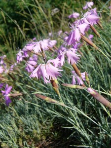 -dianthus_moravicus.jpg