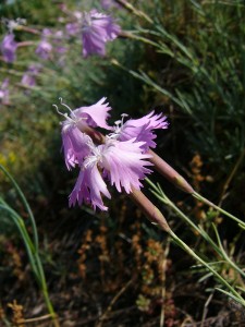 -dianthus_moravicus1.jpg