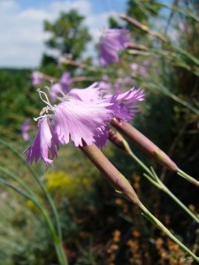 -dianthus_moravicus-detail.jpg