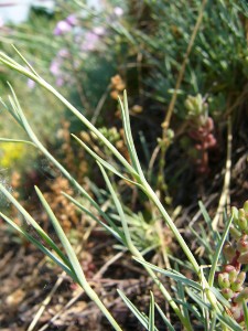 -dianthus_moravicus-detail1.jpg