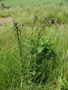 -cirsium_palustre-cely.jpg