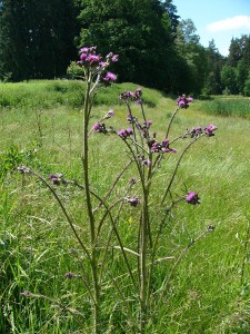 -cirsium_palustre-cely1.jpg