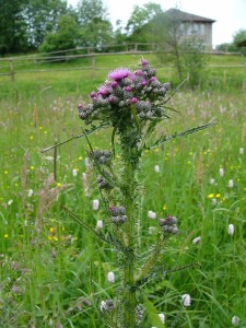 -cirsium_palustre.jpg