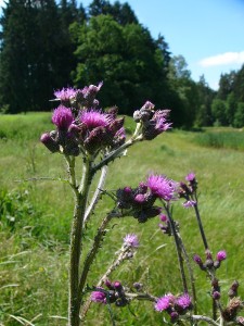 -cirsium_palustre1.jpg