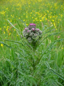 -cirsium_palustre-detail.jpg