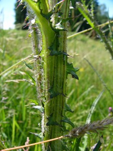 -cirsium_palustre-detail1.jpg