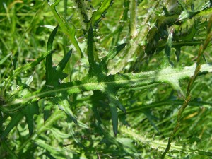 -cirsium_palustre-detail2.jpg