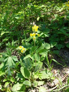 -primula_veris-cela.jpg