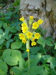 -primula_veris-cela1.jpg