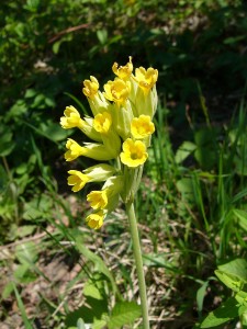 -primula_veris.jpg