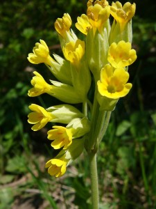 -primula_veris1.jpg