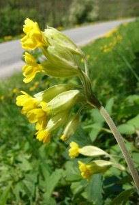 -primula_veris-detail.jpg