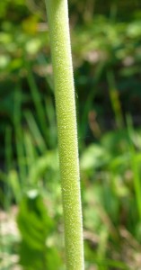 -primula_veris-detail1.jpg