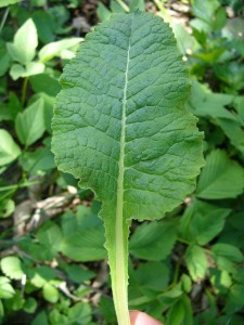 -primula_veris-list.jpg