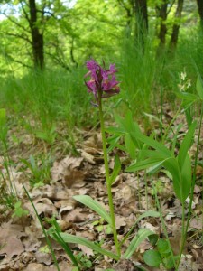 -dactylorhiza_sambucina-cely.jpg