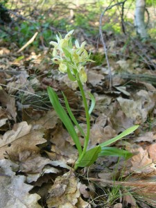 -dactylorhiza_sambucina-cely1.jpg