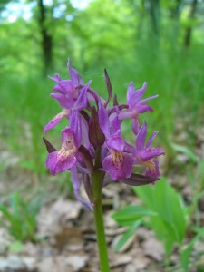 -dactylorhiza_sambucina-ckvetenstvi.jpg