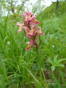 -dactylorhiza_sambucina-hybrid.jpg