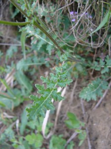 -erucastrum_nasturtiifolium-list1.jpg