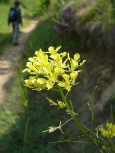 -erucastrum_nasturtiifolium-detail.jpg