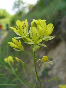 -erucastrum_nasturtiifolium-detail1.jpg